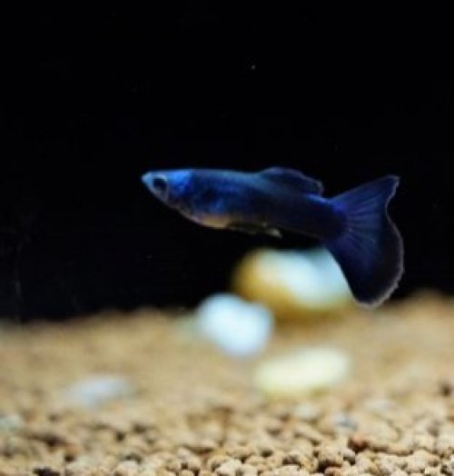 MOSCOW DARK BLUE 