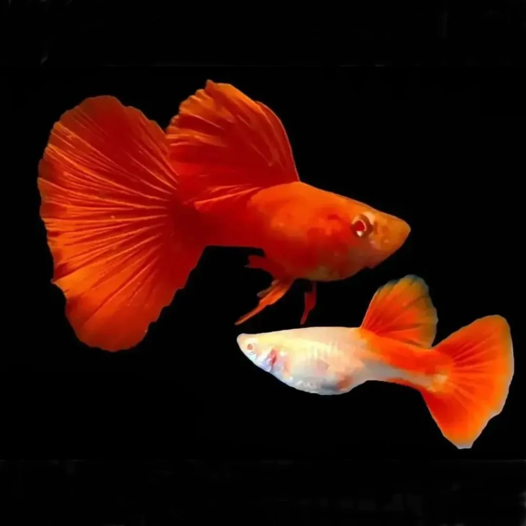  MEGA DORSAL ALBİNO FULL RED 
