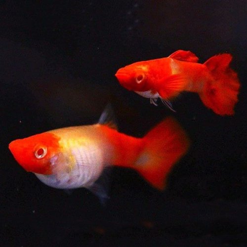 ALBİNO RED KOİ