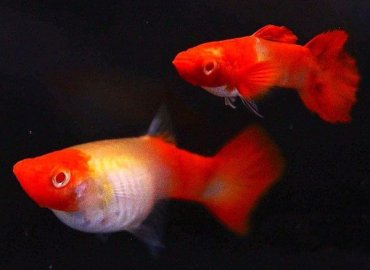 ALBİNO RED KOİ
